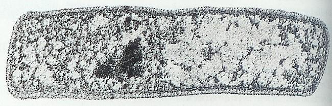 Doména Archaea 1μ Kmen Crenarchaeota Třída Thermoprotei Řád Thermoproteales Čeleď Thermoproteaceae Rod Thermoproteus