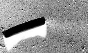 Doména Archaea Kmen Crenarchaeota Třída Thermoprotei Řád Thermoproteales Čeleď Thermoproteaceae Rod Pyrobaculum Buňky jsou ve tvaru tyček (téměř