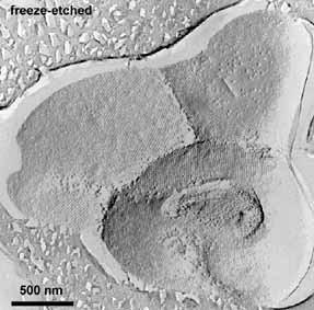Doména Archaea Kmen Crenarchaeota Třída Thermoprotei Řád Desulfurococcales Čeleď Pyrodictiaceae Rod Pyrolobus Buňky jsou gramnegativní, nepohyblivé, pravidelné až nepravidelně