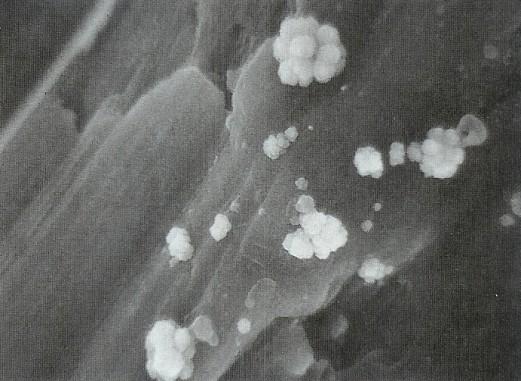 Sulfolobaceae Rod Sulfolobus Jsou gramnegativní, kokovité, nepravidelné (často laločnaté,