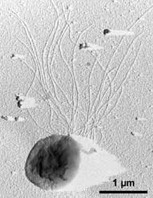 Doména Archaea konstrikce 0,5 μm Kmen Euryarcheota Třída Thermococci Řád Thermococcales Čeleď