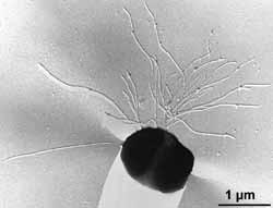 Doména Archaea Kmen Euryarcheota Třída Thermococci Řád Thermococcales Čeleď Thermococcaceae Rod