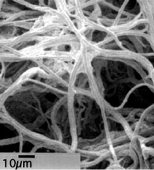Biofilm chrání populaci proti kompetici, predaci, nebo působení těžkých kovů.