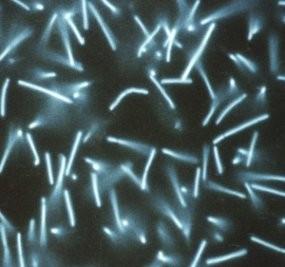 Doména Archaea Kmen Euryarcheota Třída Methanopyri Řád Methanopyrales Čeleď Methanopyraceae Rod Methanopyrus M.kandleri se barví gram pozitivně a buňky jsou dlouhé 2-14 μm a široké 0,5 μm.