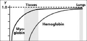 Transport CO 2 ~ 20 000 mmol/2 h Transport v erythrocytech 1. Rozpouštění (viz plasma) 2.