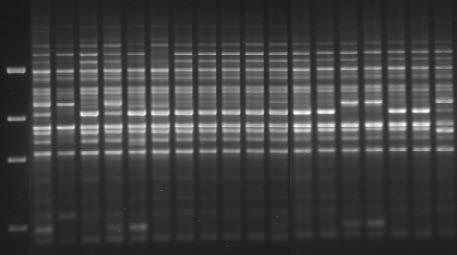 RAPD DAF - random amplified polymorphic DNA - DNA