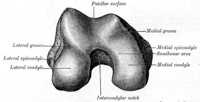 OBECNÁ ČÁST 2. Anatomie kolenního kloubu Kolenní kloub - articulatio genus - je největším kloubem v těle. Jedná se o složený kloub, ve kterém vzájemně artikulují tři kosti femur, tibie a patella.