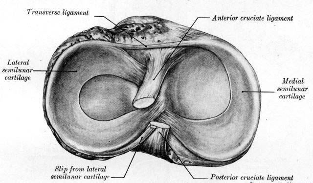 Obr. 3: Kolenní kloub menisky (Gray, 1918) 2.3 Kloubní pouzdro Pouzdro kolenního kloubu je velmi prostorné a ve své vazivové a synoviální vrstvě různě členité.