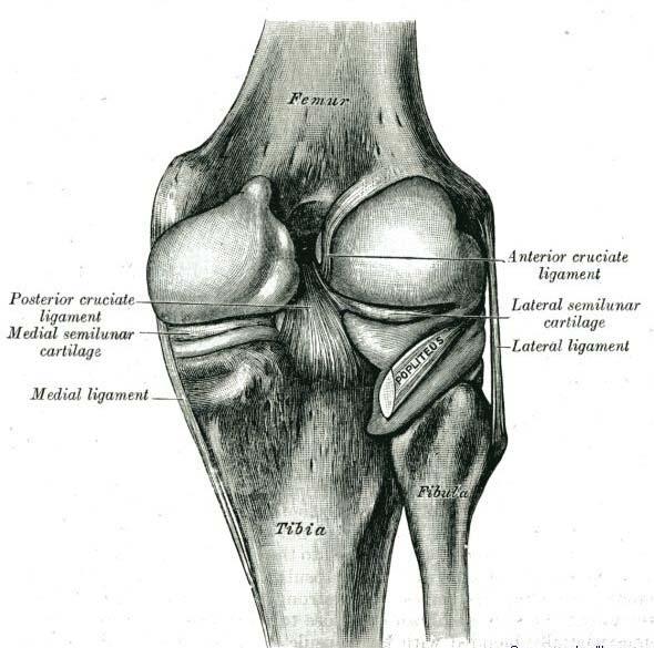 Zadní stranu kloubního pouzdra zesiluje ligamentum popliteum obliqum, které odbočuje z úponu m.