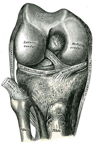 koleno v hyperextenzi. Ligamentum cruciatum posterius brání posunu bérce dozadu a omezuje zevní rotaci (Čihák, 2001; Dylevský, Druga, Mrázková, 2000; Feneis, 1996). Obr.