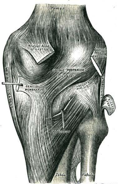 V polovině bérce přechází jeho masitá bříška v plochou Achillovu šlachu a spolu s druhou částí lýtkového svalu m. soleus se upíná na tuber calcanei.