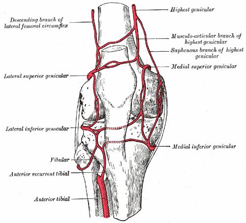 lateralis. Z a. poplitea přicházejí na přední stranu sítě a. superior medialis et lateralis genus a na zadní stranu a. media genus, a. inferior medialis genus a a. inferior lateralis genus.