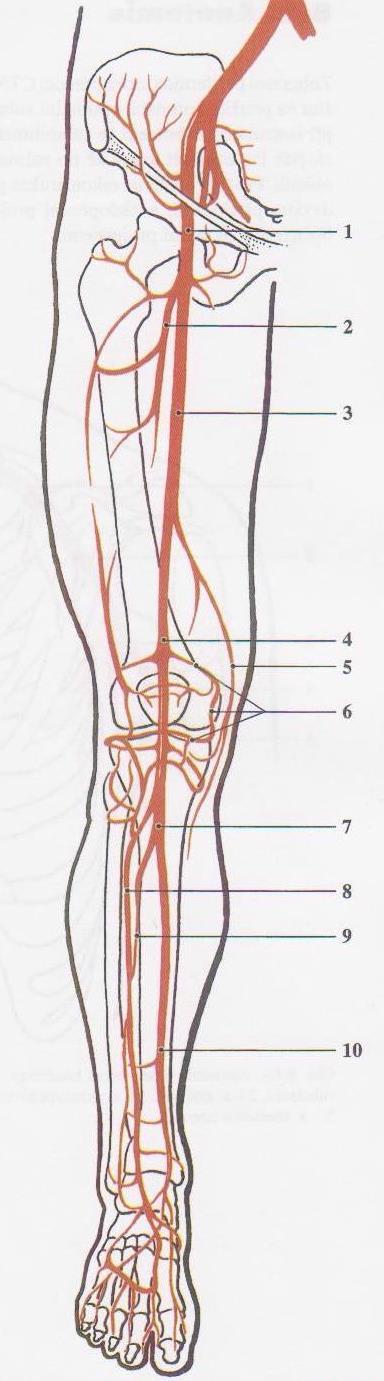 Obr. 3. Anatomie tepen dolních končetin 1- a. femoralis communis; 2- a.fomoralis profunda; 3- a. femoralis superficialis; 4- a.