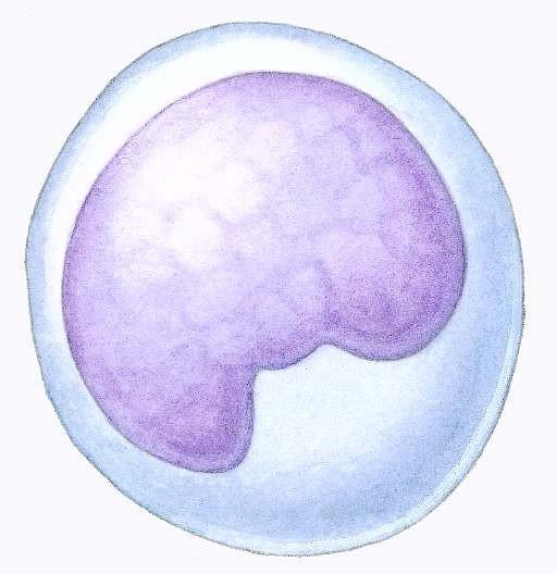 bazofilní cytoplazma - chybí specifická