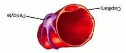 Pericyty cytoplazmatické