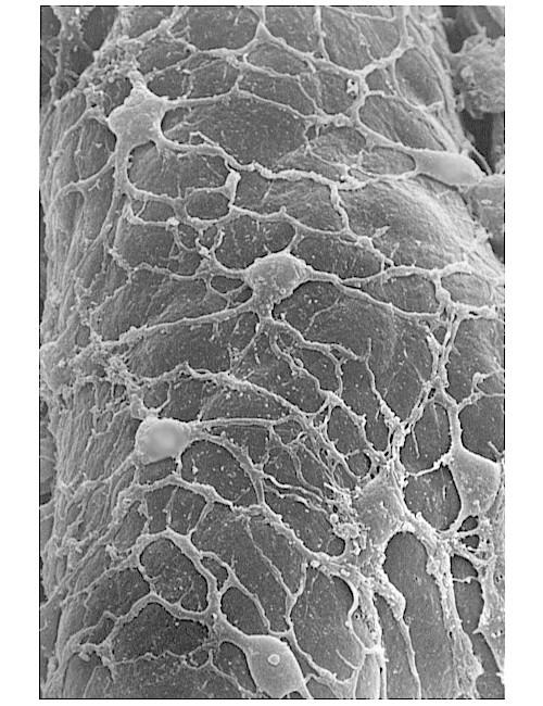aktin, myosin,