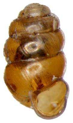 Pupilla alpicola
