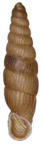 Pyramidulla pusilla, Faustina