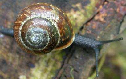 Euconulus fulvus,