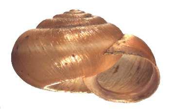 fruticum, Euomphalia