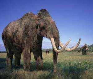 Mammuthus primigenius nejrozšířenější druh, vyvinul se ze stepního mamuta během mladšího rissu (200 tis.