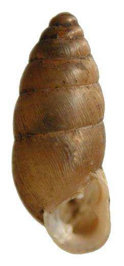 Časný holocén velké migrace období od konce glaciálu do počátku klimatického optima holocénu (9. tis. let 