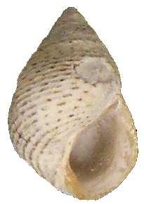 Holocenní klimatické optimum atlantik a epiatlantik teplé a vlhké období oceánického typu (8500-3400 BP) prům. teploty o 2-3 C vyšší než dnes (teplot. max.