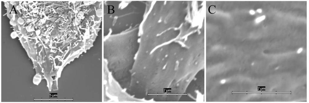Fig.3 SEM pictures from L929 cells incubated for 24 hrs in presence of: A grinded silicon, B yellow-orange por-si, C control sample. 5.