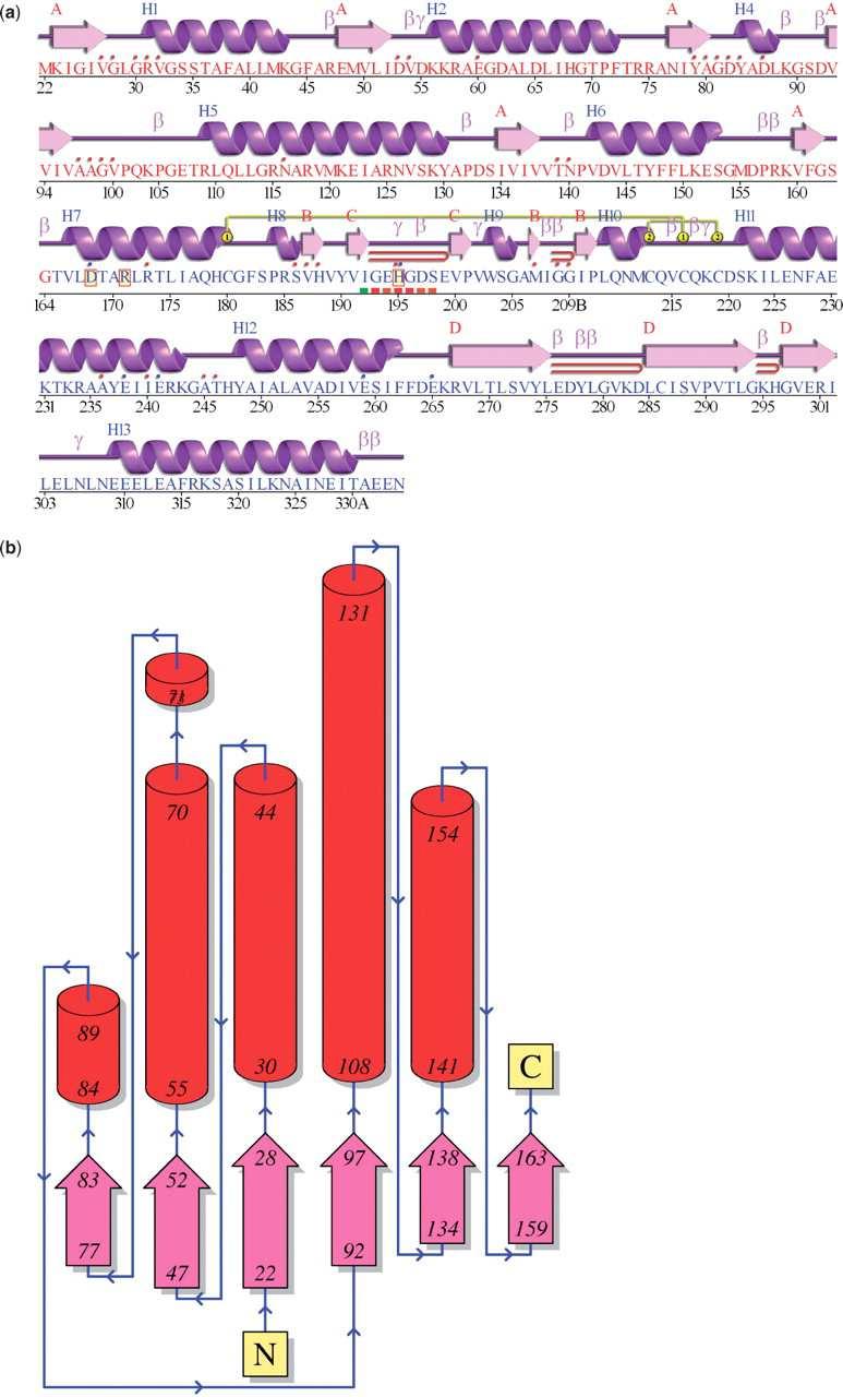 PDBSum Snaha mít všechny informace na jednom místě Dodatečné analýzy schéma sekundárních struktur Ligplot Schematic diagrams from the PDBsum