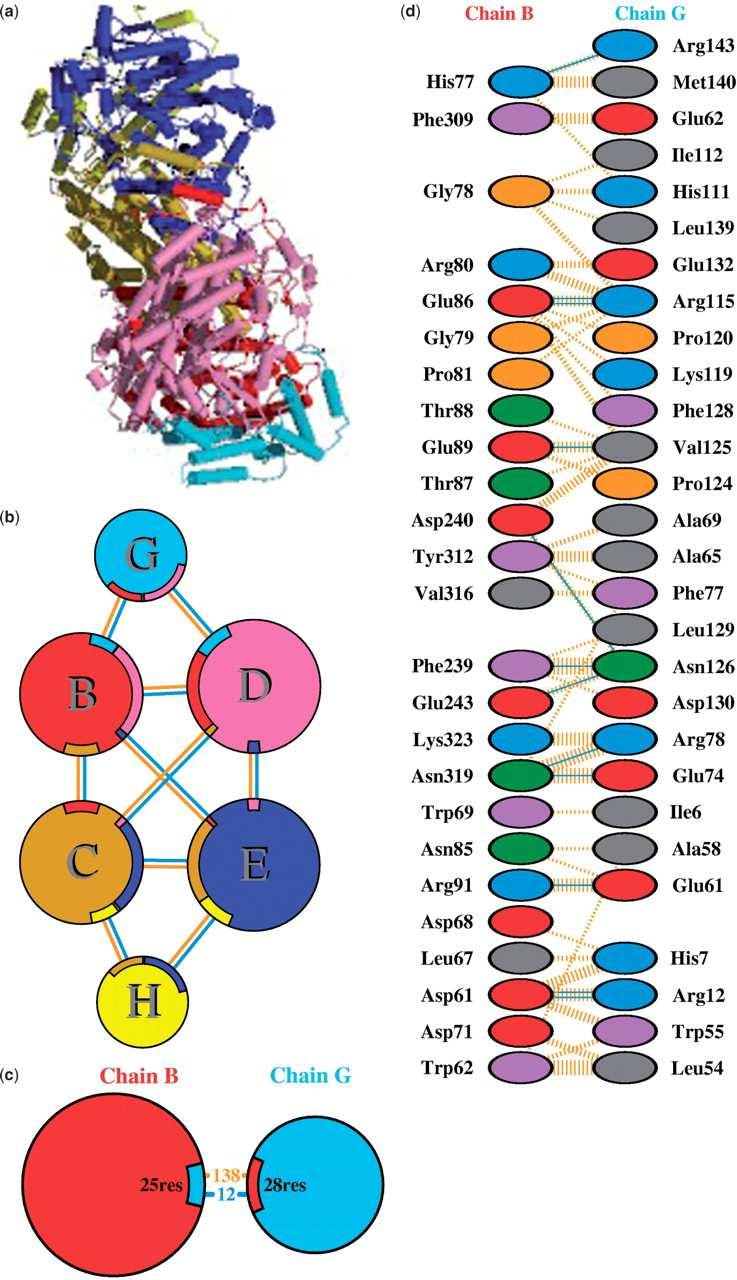PDBSum interfaces Extracts from the protein protein interaction diagrams in PDBsum for PDB entry 1mmo, a non-haem