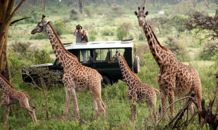 4. den 23.11.2018 Masai Mara (snídaně / oběd / večeře) Celodenní návštěva rezervace s více než 450 druhy ptáků a hojností velkých druhů savců.