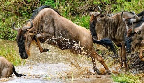Masai Mara je proslavena svými šelmami, ze kterých je možno běžně vidět lvy, gepardy, hyeny i levharty.