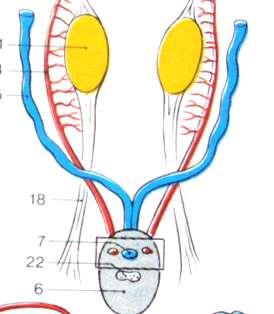 Developing male gonads produce 1) testosterone - stimulates