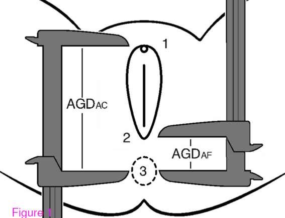 : Anogenital distance is related to ovarian follicular number in young Spanish women: