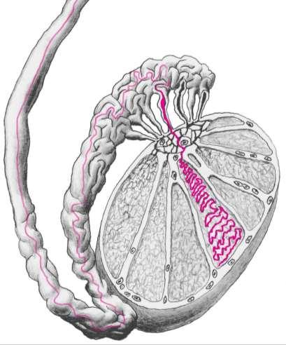 Testis tunica albuginea, tunica vasculosa, mediastinum, septa, lobuli, tubuli seminiferi,tubuli recti, rete testis, ductuli efferentes, spermatogonie, Sertoliho podpůrné buňky Intersticiální