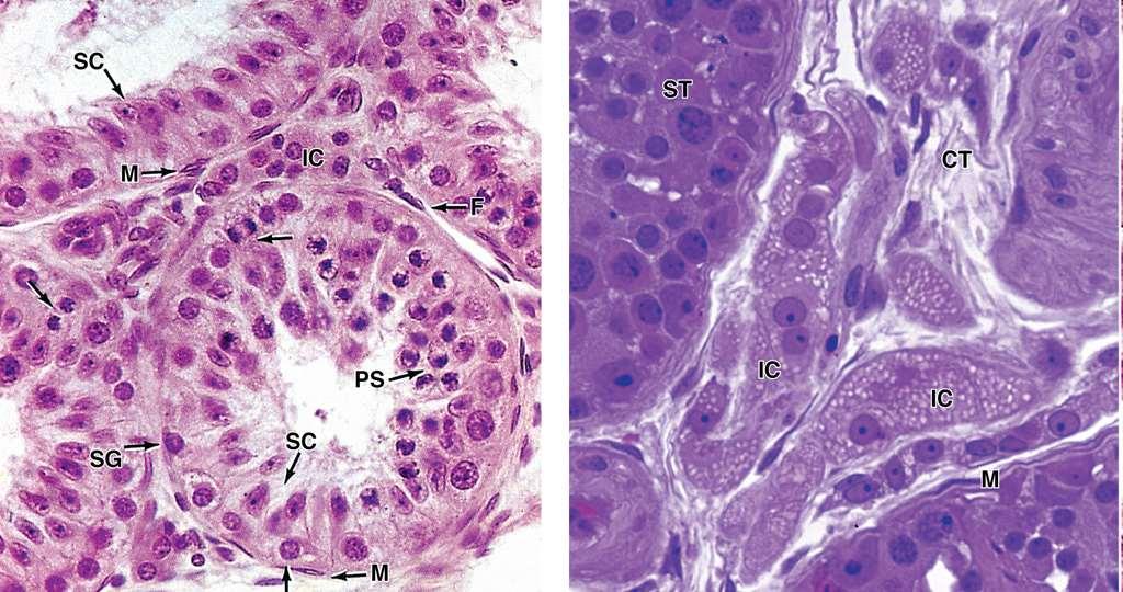 Stavba varlete: tubuli seminiferi: spermatogenní buňky, podpůrné Sertoliho buňky, intersticiální Leydigovy buňky produkující androgeny Leydigovy buňky