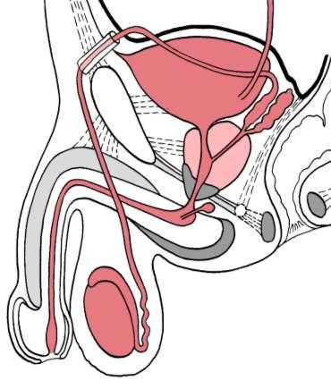 Ductus ejaculatorius Pohlavní cesty Funiculus spermaticus A. testicularis, v.