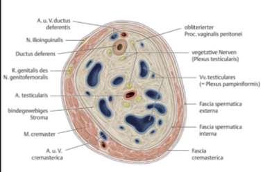 ductus deferentis Ductus deferens Pars scrotalis, pars funicularis, pars inguinalis,
