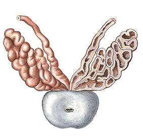 ampullae ductus deferentis,