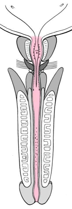 Urethra masculina Ostium urethrae internum (accipiens, evacuans), pars