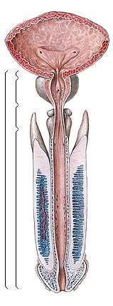 colliculus seminalis, utriculus prostaticus, sinus prostaticus, sphincter urethrae