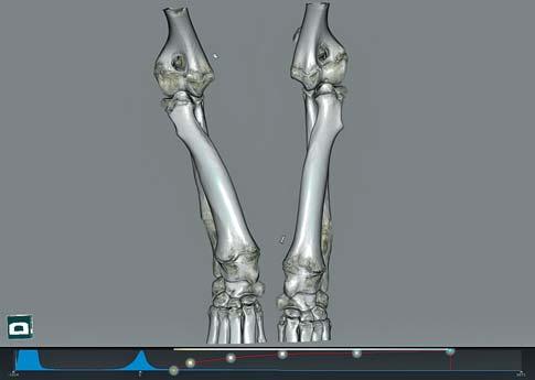Obr. 16 CBCT volume rendering, angulární deformita (Bernský salašnický pes, 5 měsíců, inkongruita, short ulna syndrom vpravo) men.