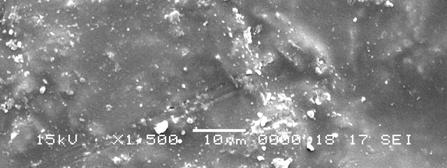 Structure of epoxyester coatings pigmented with lamellar pigments tested at a content of