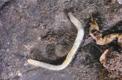 Drobní kroužkovci (Annelida: Enchytraeidae, Tubificidae, Aelosomatidae) J.