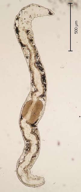Tab. 16.4 Pokračování. Continued. Taxon 1 2 3 4 5 6 7 8 9 10 11 12 Aeolosomatidae Aeolosoma hemprichi Ehrenberg, 1831 + + + + Aeolosoma cf.