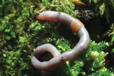 Žížalovití (Lumbricidae) Žížaly patří k našim nejznámějším bezobratlým živočichům.