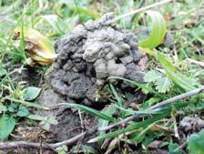 Earthworms recorded in the White Carpathian grasslands. 1 NPR Čertoryje, 2 Strání, 3 Výzkum, 4 PP Záhumenice, 5 NPR Jazevčí, 6 PR Drahy, 7 NPR Porážky.