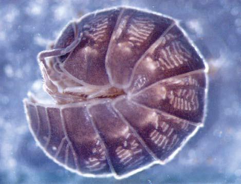 Suchozemští stejnonožci (Oniscidea) K. Tajovský Suchozemští stejnonožci tvoří samostatný podřád stejnonožců (Isopoda).