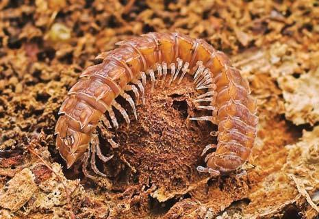 Mnohonožky (Diplopoda) K. Tajovský Mnohonožky jsou samostatnou třídou vzdušnicovců (Tracheata), vyznačující se charakteristickou tělesnou stavbou.