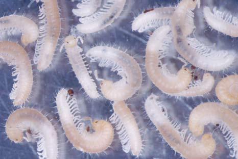 Cylindroiulus boleti či Proteroiulus fuscus). Na všech uvedených lokalitách byl zaznamenán Unciger transsilvanicus, druh s jihovýchodoevropským rozšířením. Další hojně zastoupené druhy jako U.
